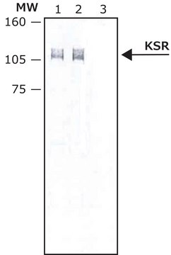 Monoclonal Anti-KSR (Kinase Suppressor of Ras) antibody produced in rat ~2&#160;mg/mL, clone C3H7D2, purified immunoglobulin, buffered aqueous solution