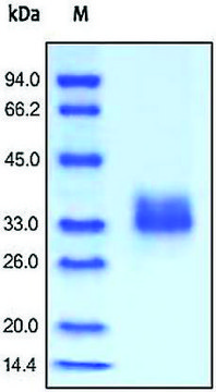 FOLR1 human recombinant, expressed in HEK 293 cells, &#8805;95% (SDS-PAGE)