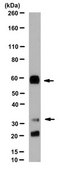 Anti-MUC13 Antibody, clone 2E11.1 clone 2E11.1, from mouse