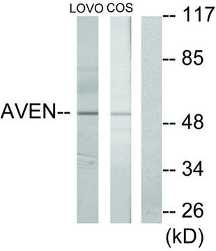 Anti-AVEN antibody produced in rabbit affinity isolated antibody