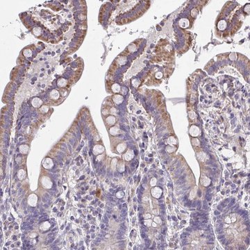 Anti-CEP63 antibody produced in rabbit Prestige Antibodies&#174; Powered by Atlas Antibodies, affinity isolated antibody, buffered aqueous glycerol solution