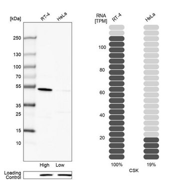 Anti-CSK antibody produced in rabbit Prestige Antibodies&#174; Powered by Atlas Antibodies, affinity isolated antibody, buffered aqueous glycerol solution