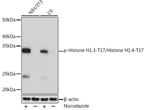 Anti-Phospho-Histone H1.3-T17/Histone H1.4-T17 antibody produced in rabbit