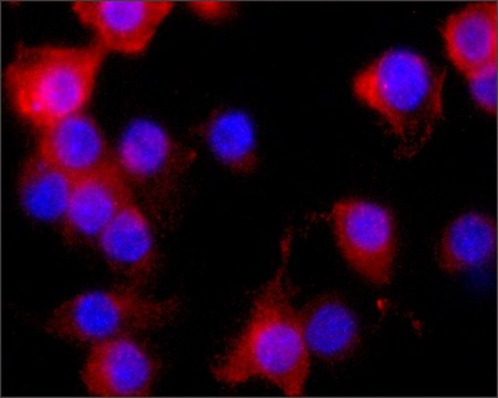 Monoclonal Anti-Nitric Oxide Synthase, Inducible antibody produced in mouse clone NOS-IN, ascites fluid