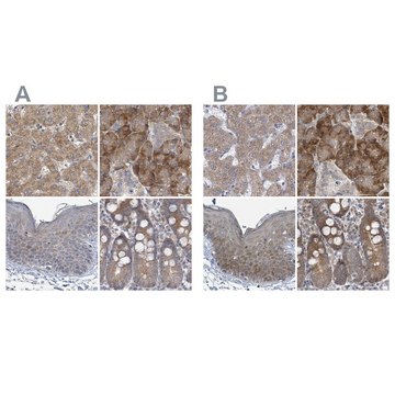 Anti-RPL32 antibody produced in rabbit Prestige Antibodies&#174; Powered by Atlas Antibodies, affinity isolated antibody, buffered aqueous glycerol solution