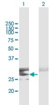 Anti-CLEC9A antibody produced in mouse purified immunoglobulin, buffered aqueous solution