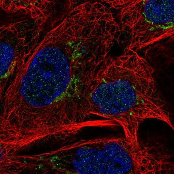 Anti-MAN1A2 antibody produced in rabbit Prestige Antibodies&#174; Powered by Atlas Antibodies, affinity isolated antibody