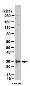 Anti-Endostatin Antibody from rabbit, purified by affinity chromatography
