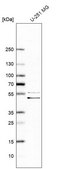 Anti-GORAB antibody produced in rabbit Prestige Antibodies® Powered by Atlas Antibodies, affinity isolated antibody, buffered aqueous glycerol solution, ab1