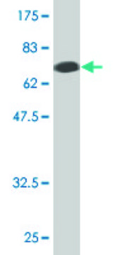 Monoclonal Anti-ZFYVE19 antibody produced in mouse clone 3G4-2B11, purified immunoglobulin, buffered aqueous solution