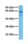 Anti-ARID5A (ab1) antibody produced in rabbit affinity isolated antibody