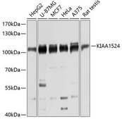 Anti-KIAA1524 antibody produced in rabbit