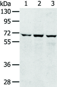 Anti-SLC5A9 affinity isolated antibody