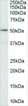 Anti-Serotonin Receptor 2C/HTR2C antibody produced in goat affinity isolated antibody, buffered aqueous solution