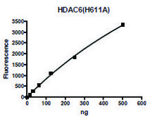 HDAC6 H611A human recombinant, expressed in baculovirus infected Sf9 cells, ≥79% (SDS-PAGE)