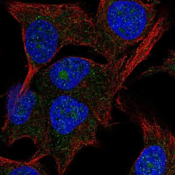 Anti-PAK1IP1 antibody produced in rabbit Prestige Antibodies&#174; Powered by Atlas Antibodies, affinity isolated antibody