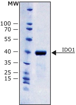 IDO1，人 recombinant, expressed in E. coli, lyophilized powder, His tagged