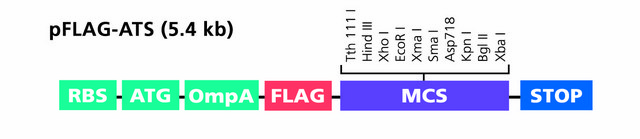 pFLAG-ATS&#8482; Expression Vector Bacterial vector for periplasmic expression of N-terminal FLAG fusion proteins