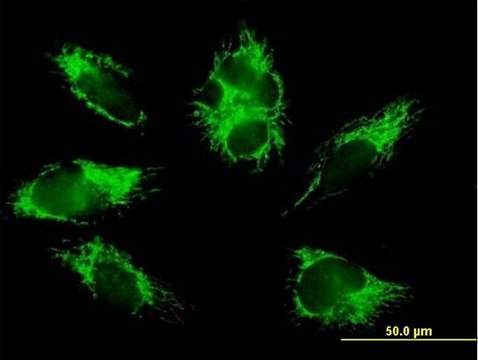 Anti-COX6B1 antibody produced in mouse purified immunoglobulin, buffered aqueous solution