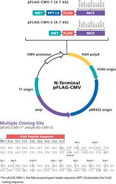 pFLAG-CMV&#8482;-1 Expression Vector