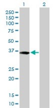 Anti-XPA antibody produced in rabbit purified immunoglobulin, buffered aqueous solution