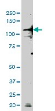 ANTI-TLR9 antibody produced in mouse clone 2H5, purified immunoglobulin, buffered aqueous solution