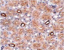 Anti-NOTUM Antibody from rabbit, purified by affinity chromatography