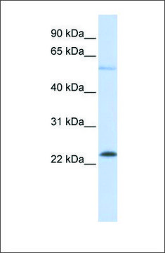 Anti-KRAS affinity isolated antibody