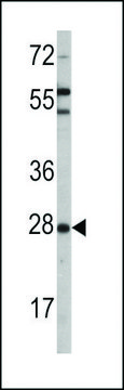 ANTI-OPRS1(N-TERMINAL) antibody produced in rabbit purified immunoglobulin, buffered aqueous solution