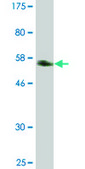 Monoclonal Anti-CSEN antibody produced in mouse clone 2B3-A1, ascites fluid