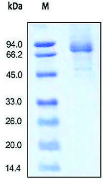 IL 13RA2/CD213 human recombinant, expressed in HEK 293 cells, &#8805;95% (SDS-PAGE)