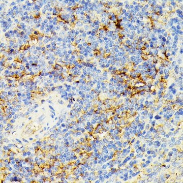 Anti- ECE1 antibody produced in rabbit