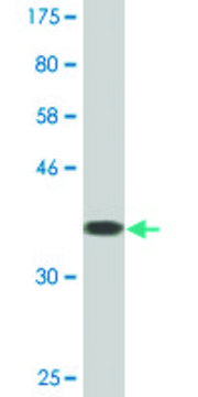 Monoclonal Anti-ZNF197, (C-terminal) antibody produced in mouse clone 3C11, purified immunoglobulin, buffered aqueous solution