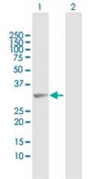 Anti-FAM64A antibody produced in rabbit purified immunoglobulin, buffered aqueous solution