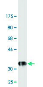 Monoclonal Anti-EFNA5 antibody produced in mouse clone 1A2, purified immunoglobulin, buffered aqueous solution