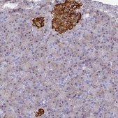 Anti-SERP1 antibody produced in rabbit Prestige Antibodies® Powered by Atlas Antibodies, affinity isolated antibody, buffered aqueous glycerol solution