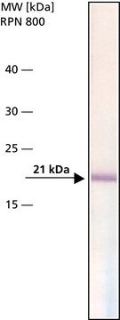 抗Bax抗体，小鼠单克隆 小鼠抗 clone 2D2, purified from hybridoma cell culture