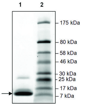 TAF1L (1398-1516) His tag human recombinant, expressed in E. coli, &#8805;90% (SDS-PAGE)