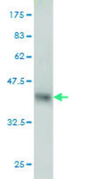 Monoclonal Anti-FUT10 antibody produced in mouse clone 4H3, purified immunoglobulin, buffered aqueous solution