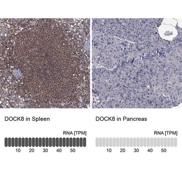 Anti-DOCK8 antibody produced in rabbit Prestige Antibodies&#174; Powered by Atlas Antibodies, affinity isolated antibody, buffered aqueous glycerol solution