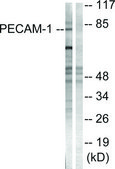 Anti-PECAM-1 antibody produced in rabbit affinity isolated antibody