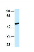 Anti-JMJD4 antibody produced in rabbit affinity isolated antibody