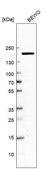 Anti-DOT1L antibody produced in rabbit Prestige Antibodies® Powered by Atlas Antibodies, affinity isolated antibody