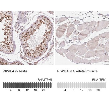 Anti-PIWIL4 antibody produced in rabbit Prestige Antibodies&#174; Powered by Atlas Antibodies, affinity isolated antibody, buffered aqueous glycerol solution