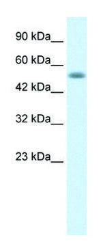 Anti-NUCB1 (C-terminal) antibody produced in rabbit affinity isolated antibody