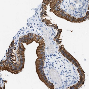 Anti-STXBP2 antibody produced in rabbit Prestige Antibodies&#174; Powered by Atlas Antibodies, affinity isolated antibody, buffered aqueous glycerol solution