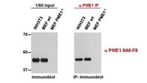 Anti-PME1 Antibody, clone 8A6-F8 clone 8A6-F8, from mouse