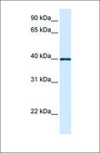 Anti-GP2 antibody produced in rabbit affinity isolated antibody