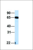 Anti-SLC43A1 antibody produced in rabbit affinity isolated antibody