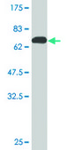 Monoclonal Anti-ANGPTL3, (C-terminal) antibody produced in mouse clone 3B7, purified immunoglobulin, buffered aqueous solution